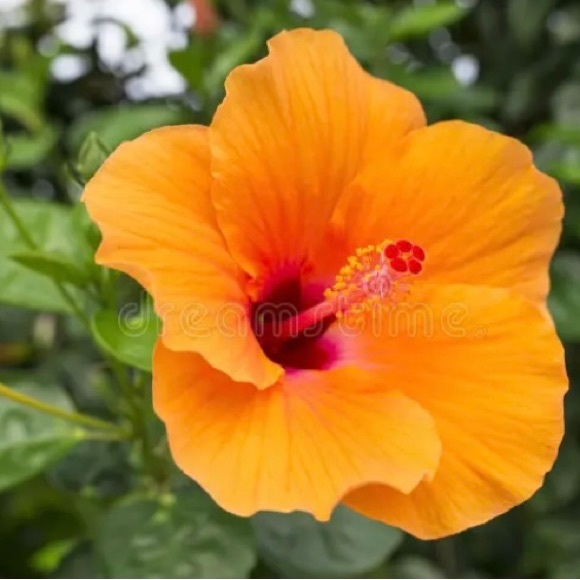 Meet your Posher, Johanna - Picture 1 of 1